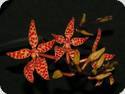 Renanthera monachica x Asc. curvifolium